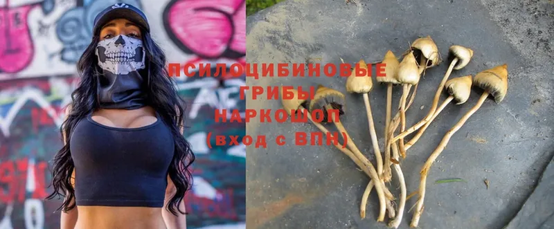 Псилоцибиновые грибы Psilocybine cubensis  Поронайск 